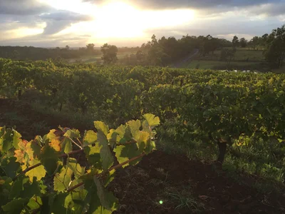 Château Pâto winery