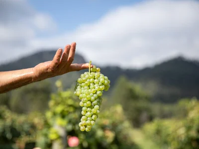 Greenway Wines winery